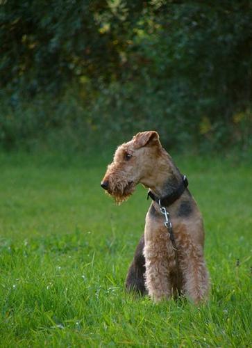 Airedale