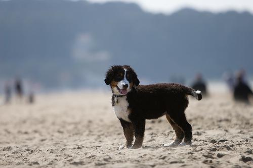 Bernese Mountain Dog