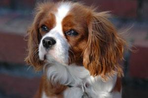 Blenheim Spaniel