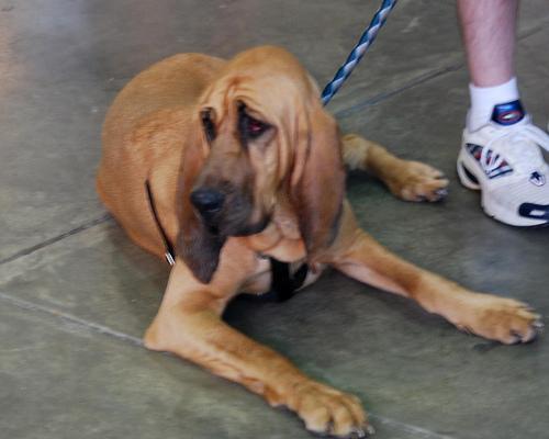 Bloodhound