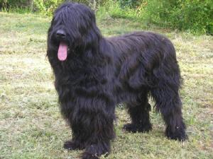 Bouvier Des Flandres