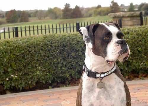 Boxer