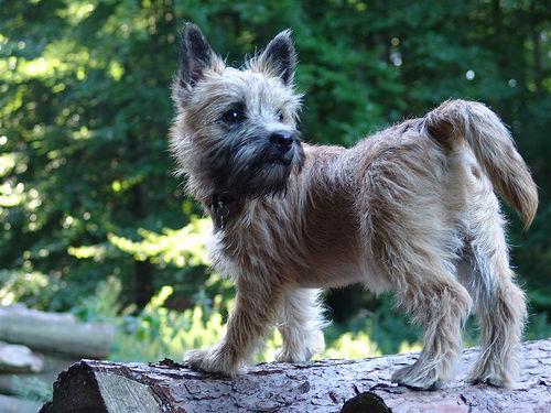 Cairn
