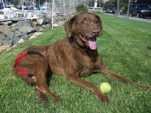 Chesapeake Bay Retriever