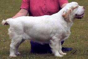 Clumber