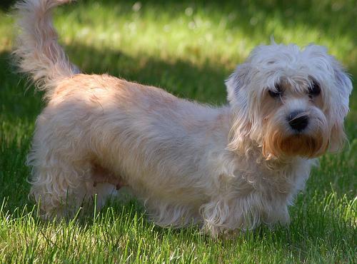 Dandie Dinmont