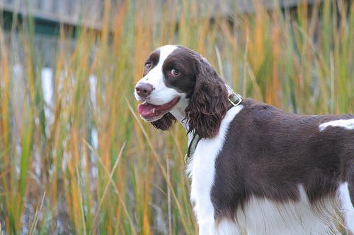 English Springer