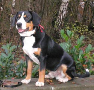 Entlebucher