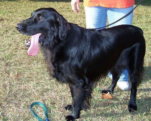 Flat Coated Retriever