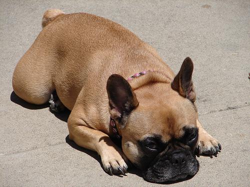 French Bulldog