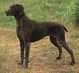 German Short Haired Pointer