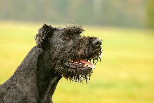 Giant Schnauzer