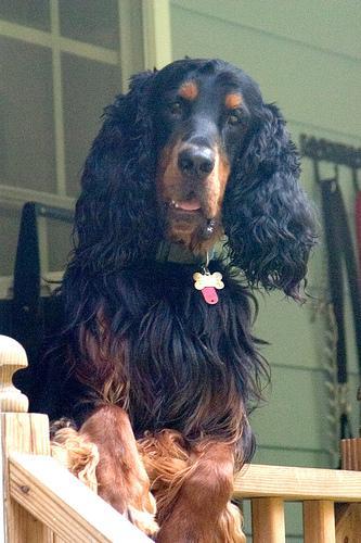 Gordon Setter