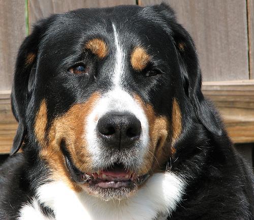 Greater Swiss Mountain Dog
