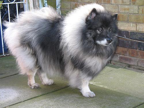 Keeshond