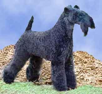 Kerry Blue Terrier