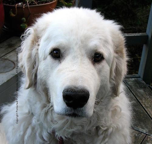 Kuvasz
