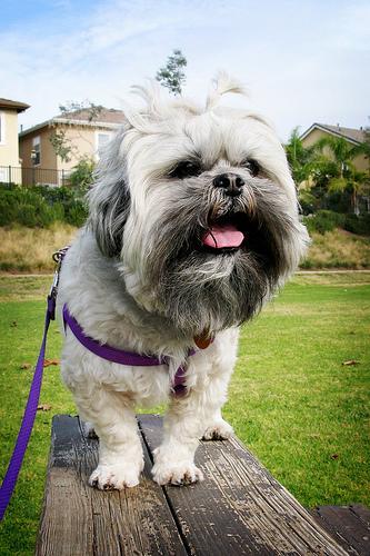 Lhasa
