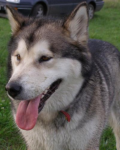 Malamute