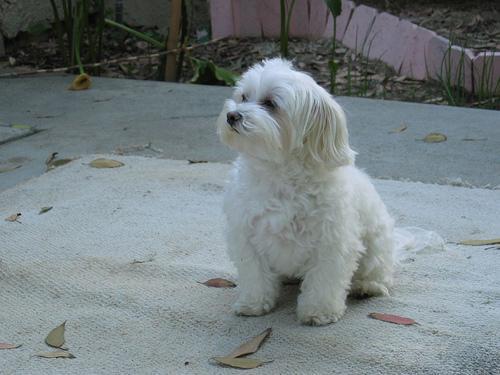 Maltese Dog