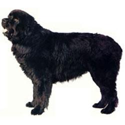 Newfoundland