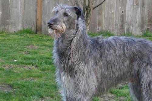 Scottish Deerhound