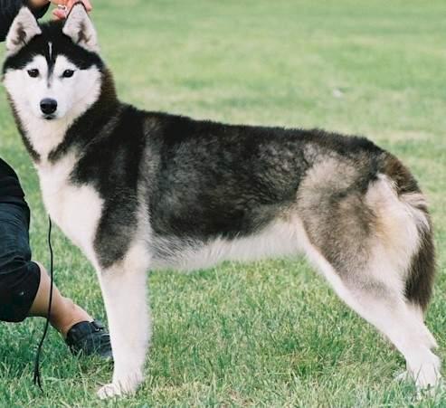 Siberian Husky