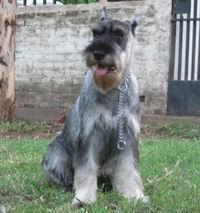 Standard Schnauzer
