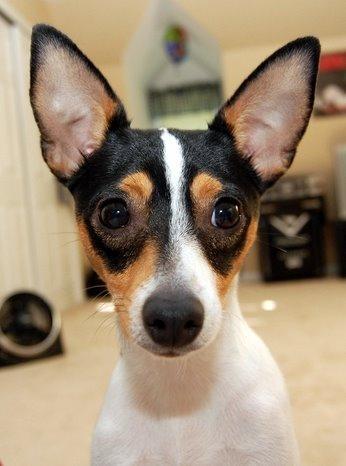 Toy Terrier