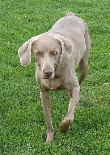 Weimaraner