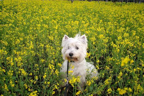 West Highland White Terrier