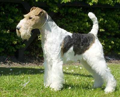 Wire Haired Fox Terrier
